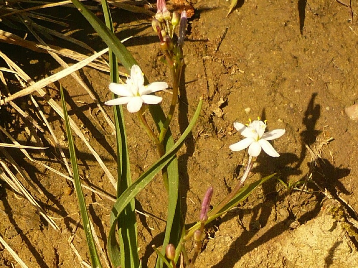 Simethis mattiazzii (Xanthorrhoeaceae)